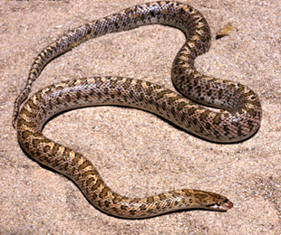 Glossy snake